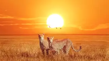 Африка